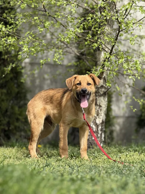 Pies do adopcji, Pieczyska, 4 czerwca 2025 (3/3)