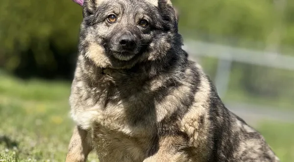 Pies do adopcji, Pieczyska, 4 czerwca 2025 (1/3)