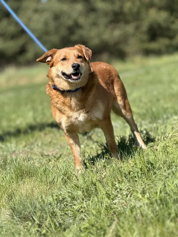 Pies do adopcji, Pieczyska, 4 czerwca 2025 (2/4)