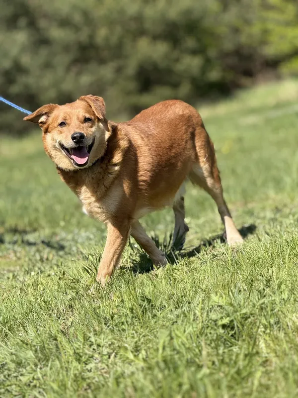 Pies do adopcji, Pieczyska, 4 czerwca 2025 (3/4)