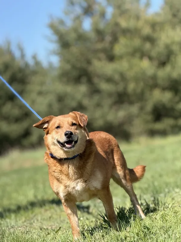 Pies do adopcji, Pieczyska, 4 czerwca 2025 (4/4)