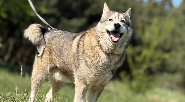 Pies do adopcji, Pieczyska, 4 czerwca 2025 (1/5)