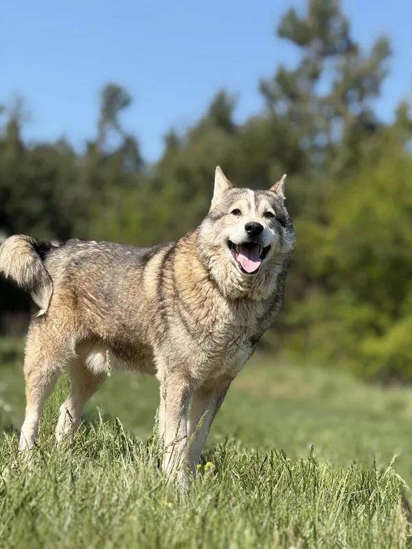 Pies do adopcji, Pieczyska, 4 czerwca 2025 (2/5)