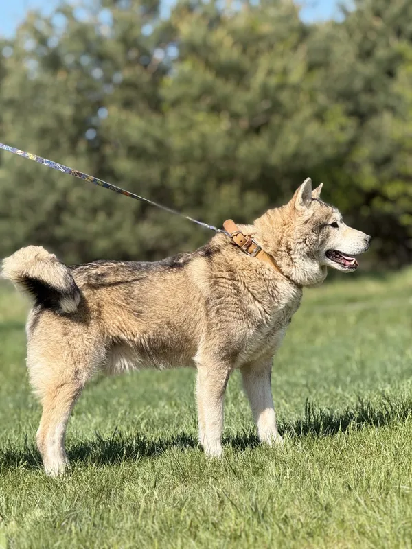 Pies do adopcji, Pieczyska, 4 czerwca 2025 (3/5)