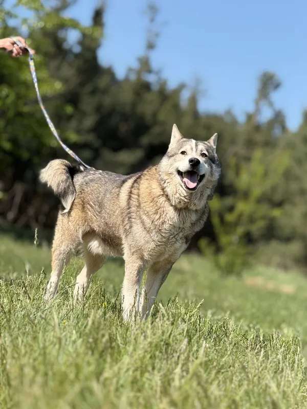 Pies do adopcji, Pieczyska, 4 czerwca 2025 (4/5)