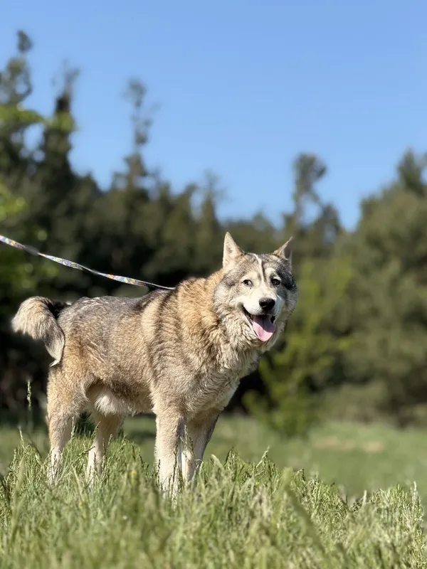 Pies do adopcji, Pieczyska, 4 czerwca 2025 (5/5)