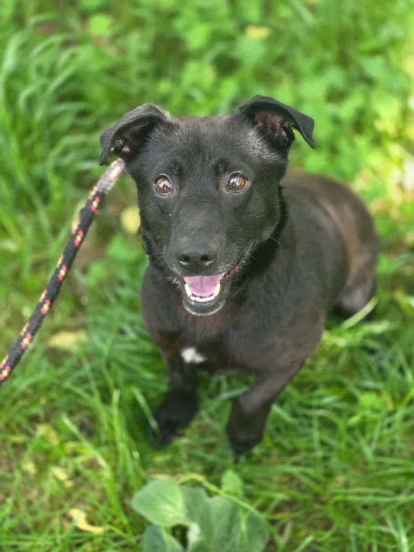 Pies do adopcji, Radom, 4 czerwca 2025 (1/5)