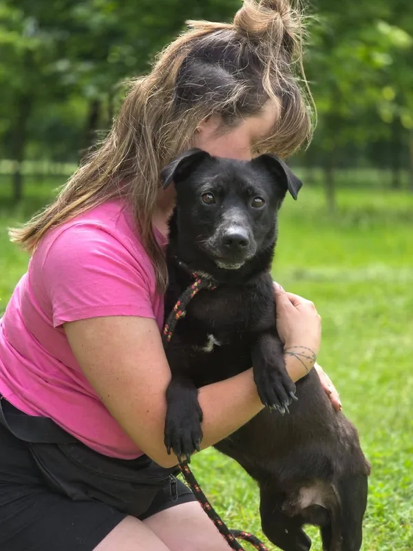 Pies do adopcji, Radom, 4 czerwca 2025 (3/5)