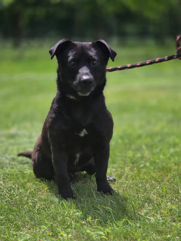 Pies do adopcji, Radom, 4 czerwca 2025 (4/5)