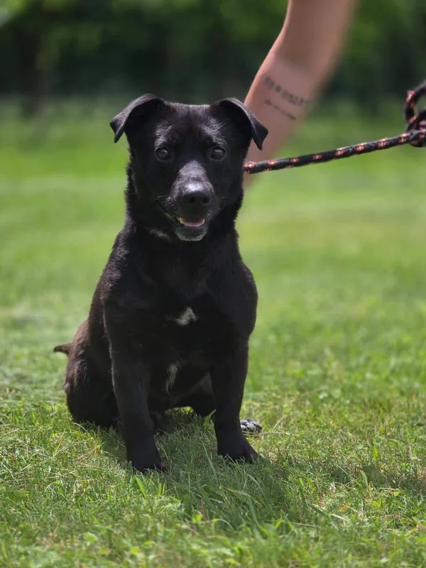 Pies do adopcji, Radom, 4 czerwca 2025 (5/5)