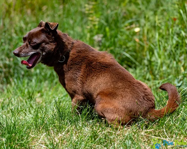 Pies do adopcji, Racławice, 31 maja 2025 (1/5)