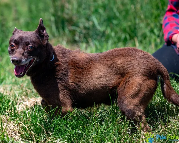 Pies do adopcji, Racławice, 31 maja 2025 (2/5)