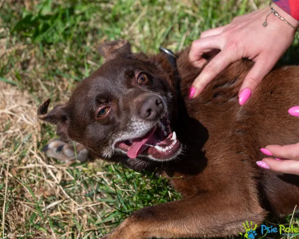 Pies do adopcji, Racławice, 31 maja 2025 (4/5)