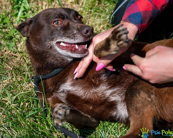 Pies do adopcji, Racławice, 31 maja 2025 (5/5)