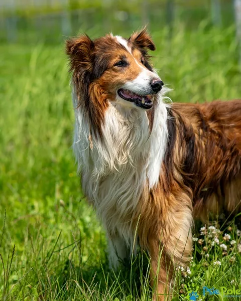 Pies do adopcji, Racławice, 31 maja 2025 (1/5)