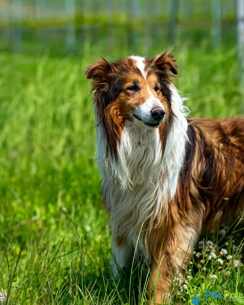 Pies do adopcji, Racławice, 31 maja 2025 (2/5)