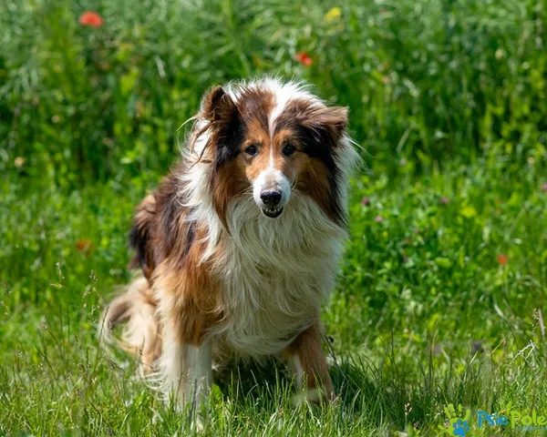 Pies do adopcji, Racławice, 31 maja 2025 (3/5)