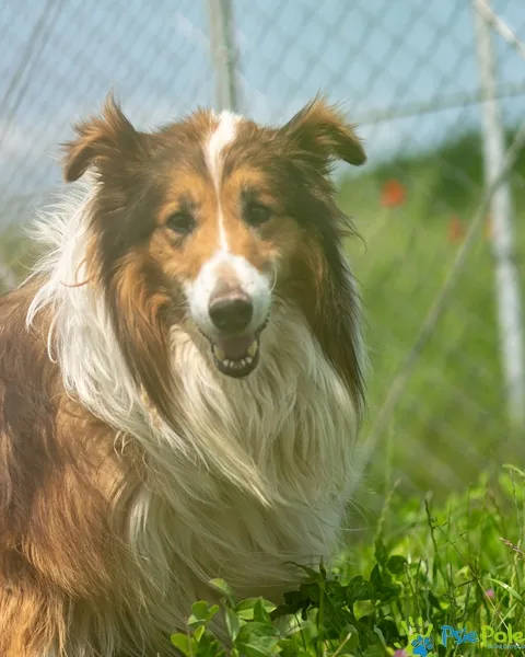 Pies do adopcji, Racławice, 31 maja 2025 (5/5)