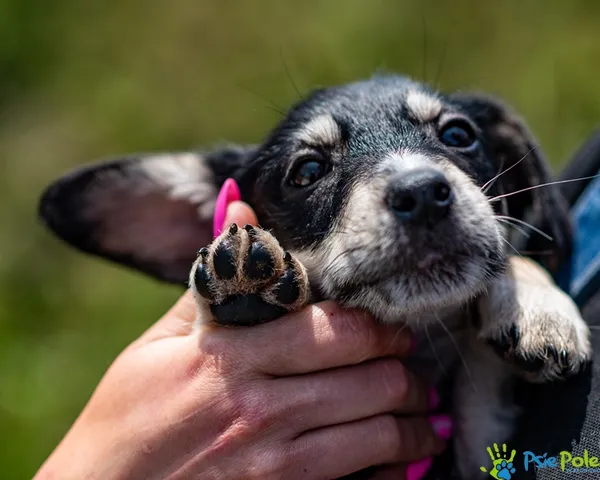 Pies do adopcji, Racławice, 4 czerwca 2025 (3/5)