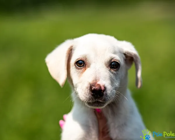 Pies do adopcji, Racławice, 4 czerwca 2025 (4/5)