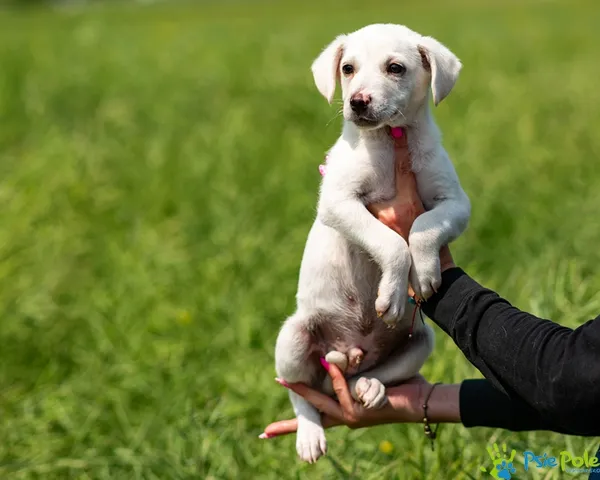 Pies do adopcji, Racławice, 4 czerwca 2025 (5/5)