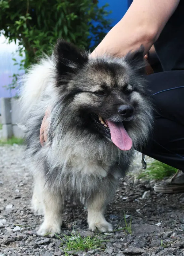 Znaleziono psa, Łódź, 4 czerwca 2025 (1/3)