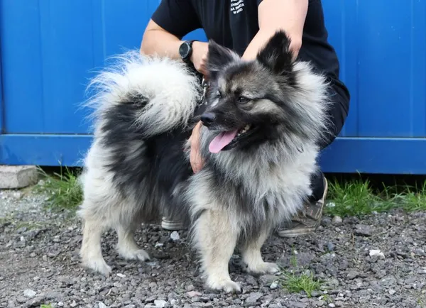 Znaleziono psa, Łódź, 4 czerwca 2025 (2/3)