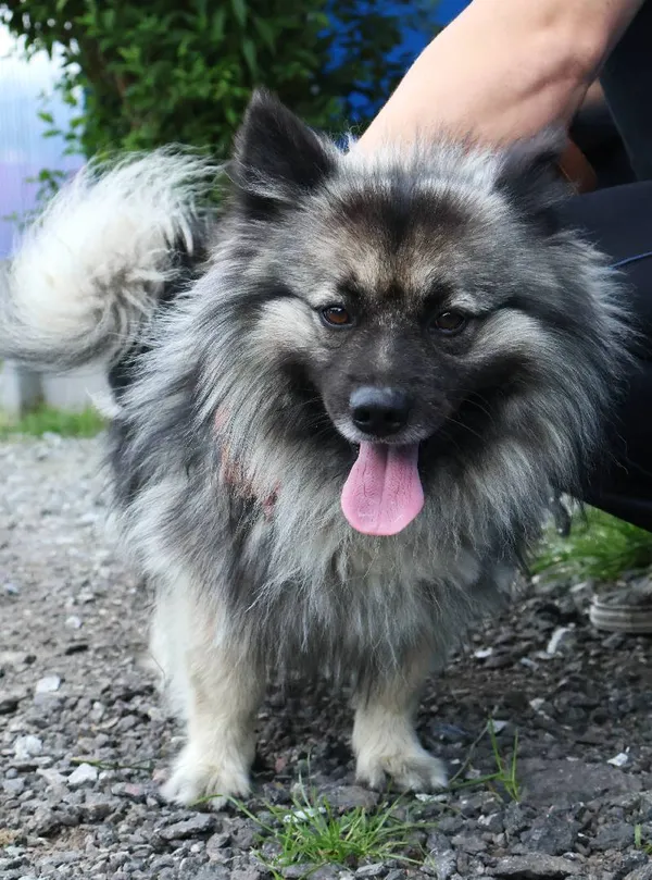 Znaleziono psa, Łódź, 4 czerwca 2025 (3/3)