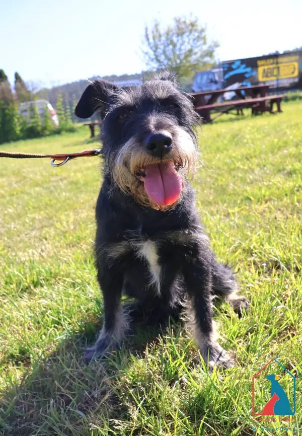 Pies do adopcji, Grudziądz, 23 maja 2025