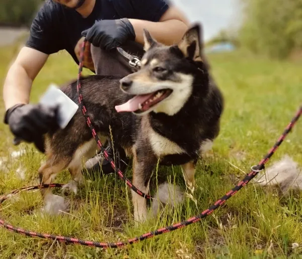 Pies do adopcji, Pawłowo, 5 czerwca 2025 (2/4)