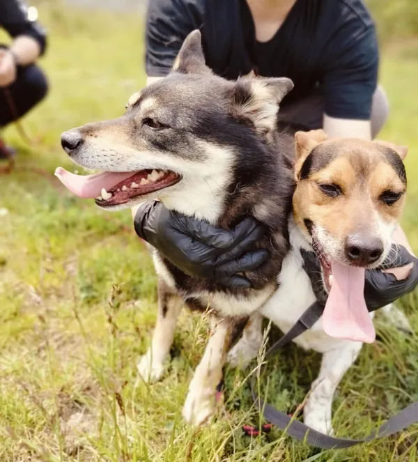 Pies do adopcji, Pawłowo, 5 czerwca 2025 (3/4)