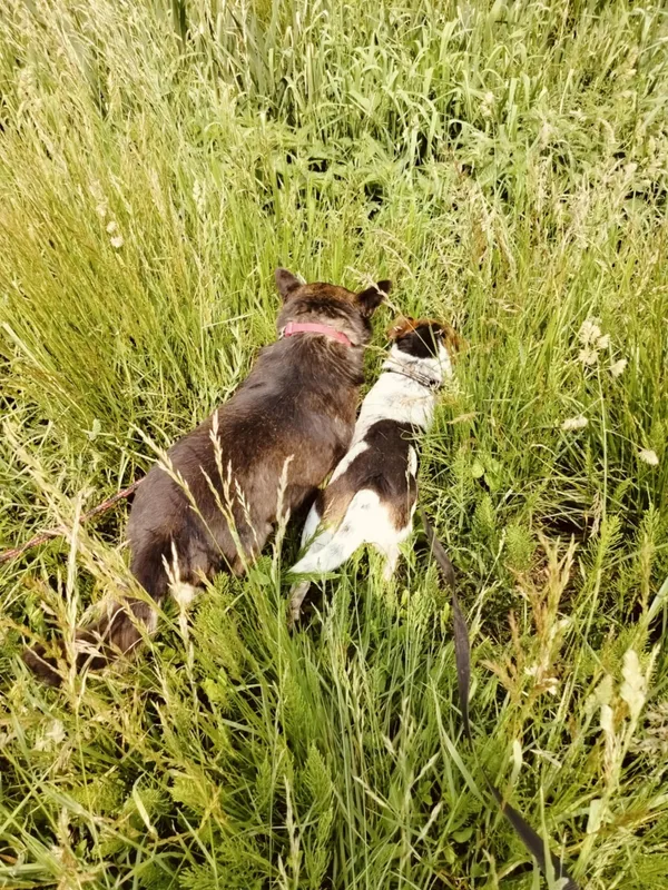 Pies do adopcji, Pawłowo, 5 czerwca 2025 (4/4)