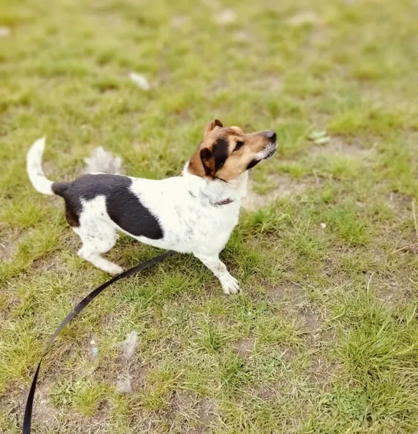 Pies do adopcji, Pawłowo, 5 czerwca 2025 (2/3)