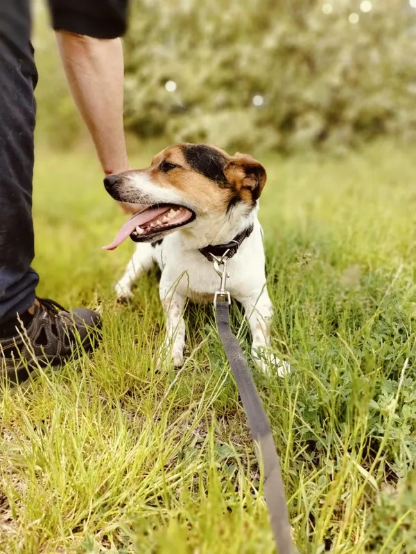 Pies do adopcji, Pawłowo, 5 czerwca 2025 (3/3)