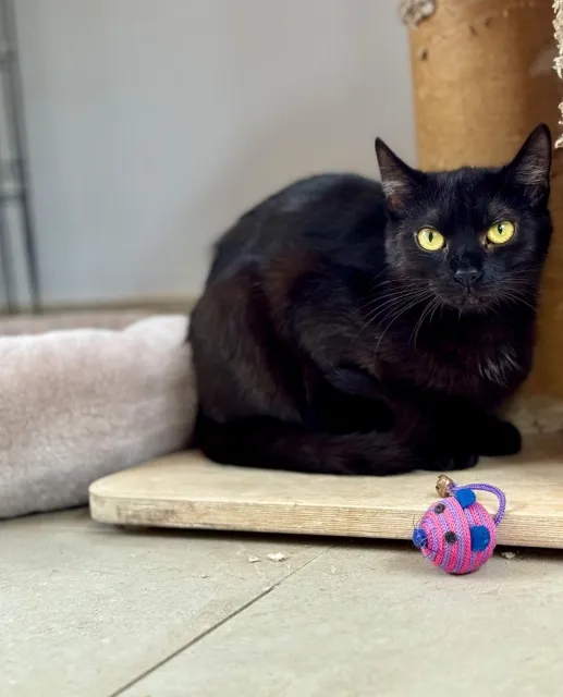 Kot do adopcji, Piła, 18 września 2024 (2/2)