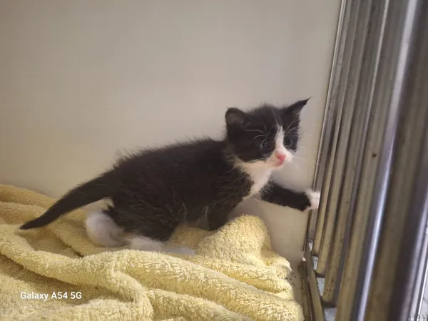 Kot do adopcji, Orzechowce, 5 czerwca 2025 (2/4)