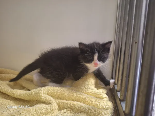 Kot do adopcji, Orzechowce, 5 czerwca 2025 (3/4)