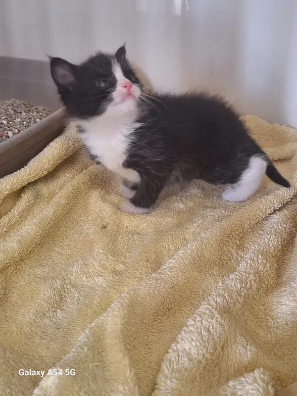 Kot do adopcji, Orzechowce, 5 czerwca 2025 (4/4)