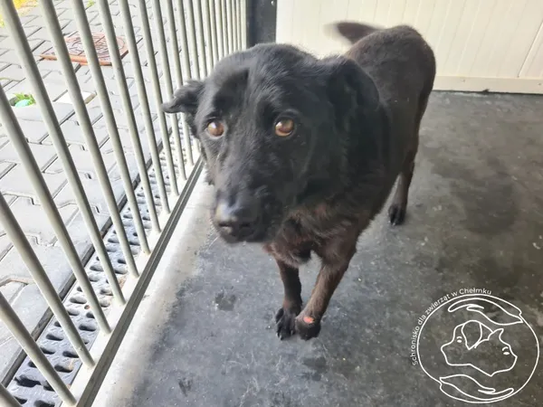 Znaleziono psa, Chełmek, 4 czerwca 2025