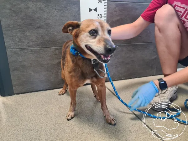 Znaleziono psa, Chełmek, 4 czerwca 2025