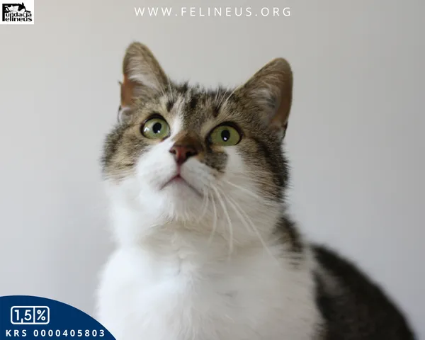 Kot do adopcji, Rzeszów, 18 czerwca 2025 (3/4)