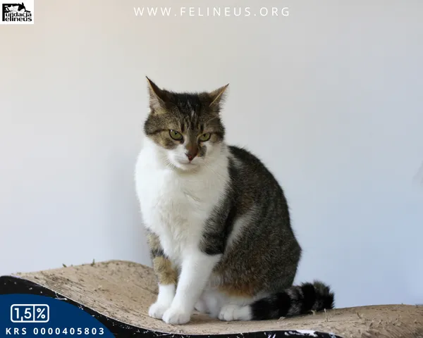 Kot do adopcji, Rzeszów, 18 czerwca 2025 (4/4)