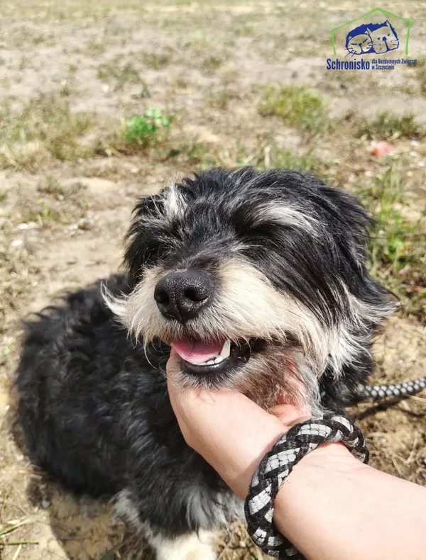Znaleziono psa, Szczecin, 4 czerwca 2025 (1/2)