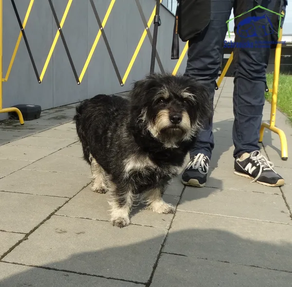 Znaleziono psa, Szczecin, 4 czerwca 2025 (2/2)