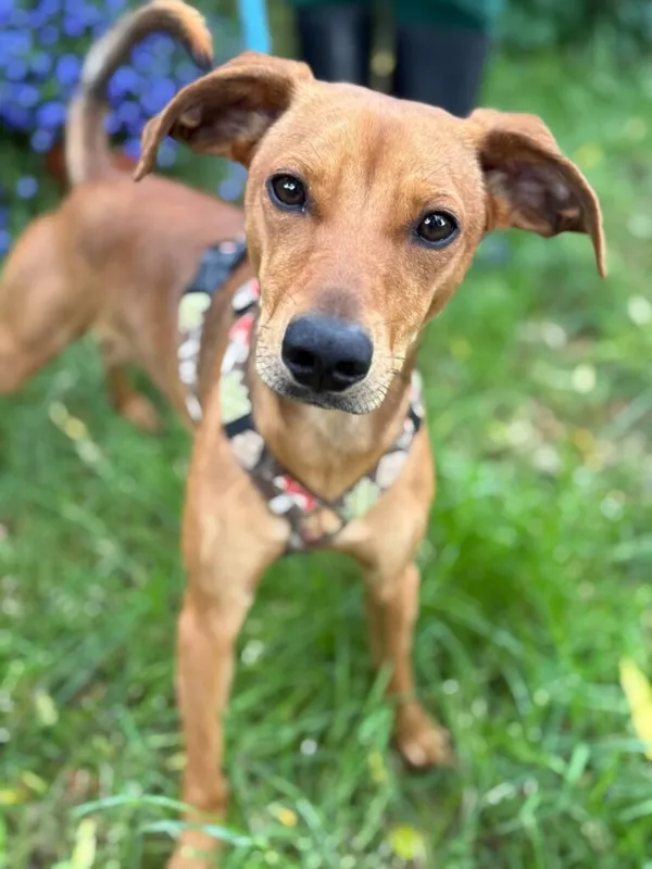 Pies do adopcji, Jelenia Góra, 20 maja 2025 (1/5)