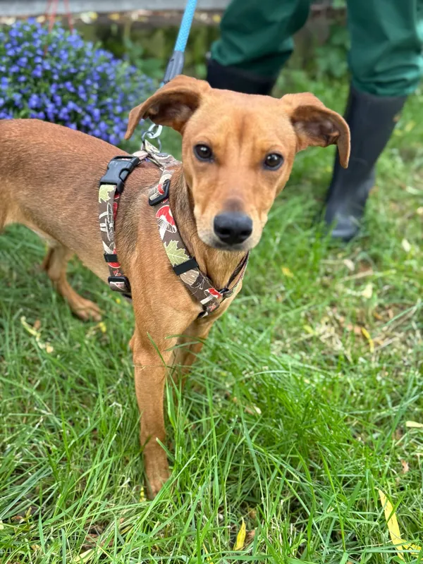 Pies do adopcji, Jelenia Góra, 20 maja 2025 (2/5)