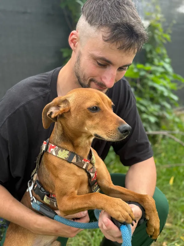 Pies do adopcji, Jelenia Góra, 20 maja 2025 (4/5)