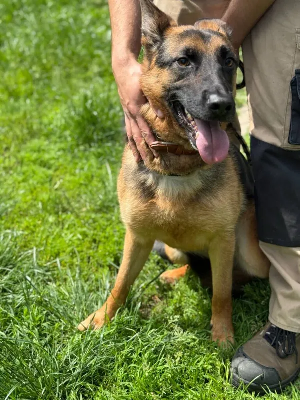 Pies do adopcji, Jelenia Góra, 3 czerwca 2025 (1/3)