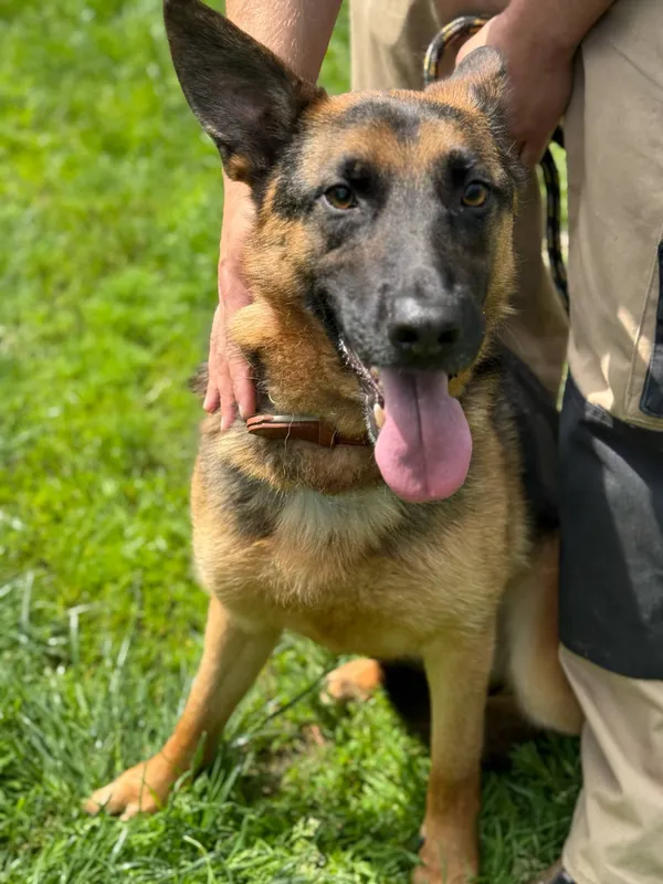 Pies do adopcji, Jelenia Góra, 3 czerwca 2025 (2/3)