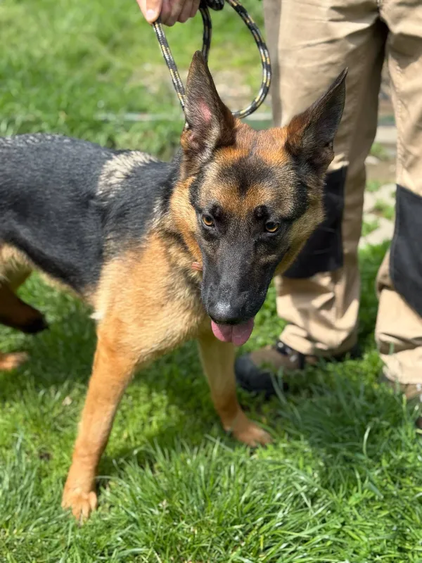 Pies do adopcji, Jelenia Góra, 3 czerwca 2025 (3/3)